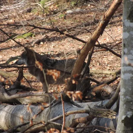 Fw Zauberblick Apartamento Zwiesel