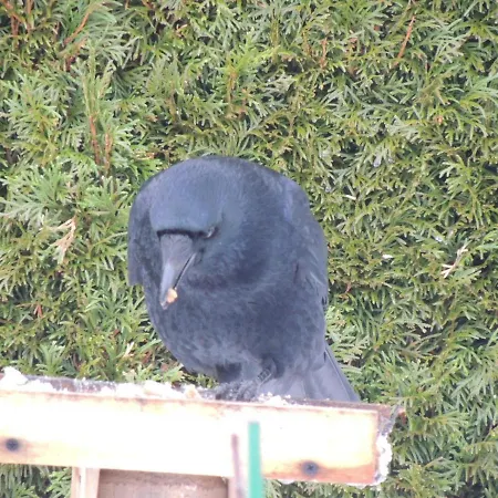 Fw Zauberblick Zwiesel
